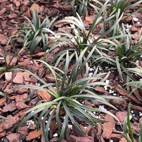 Photo of the plant species Kyoto Dwarf Mondo Grass by @IdealCantaloupe named Mando on Greg, the plant care app
