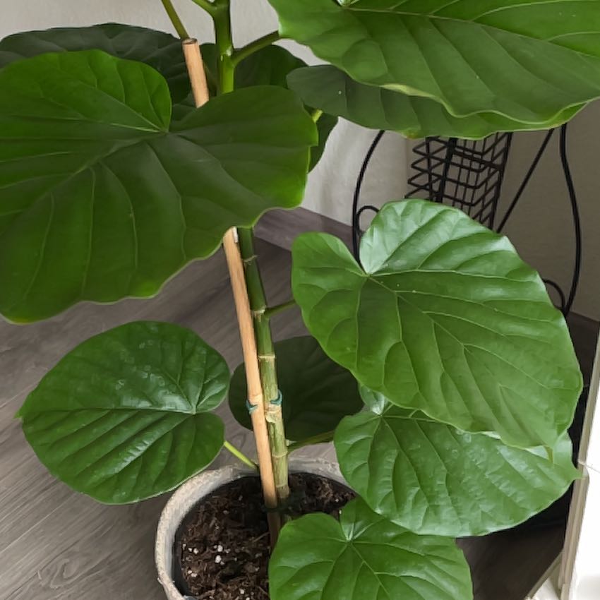 Photo of the plant species Ficus umbellata by @IdealCantaloupe named Morgan Treeman on Greg, the plant care app