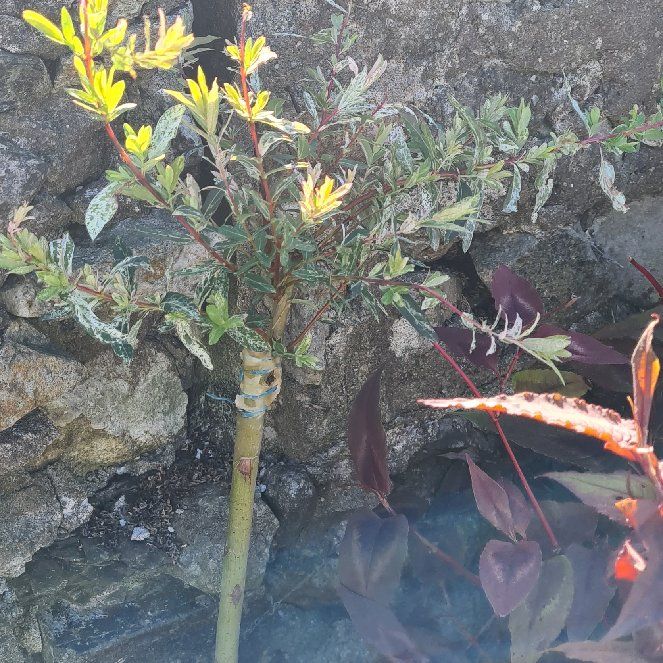Photo of the plant species flamingo willow by @HighMasonscongo named Fernie Mercury on Greg, the plant care app