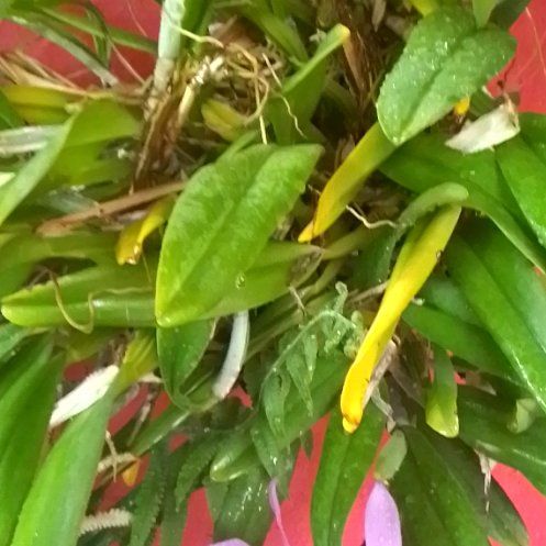 Photo of the plant species Treasureflower by @IdolCurryplant named James Dean on Greg, the plant care app