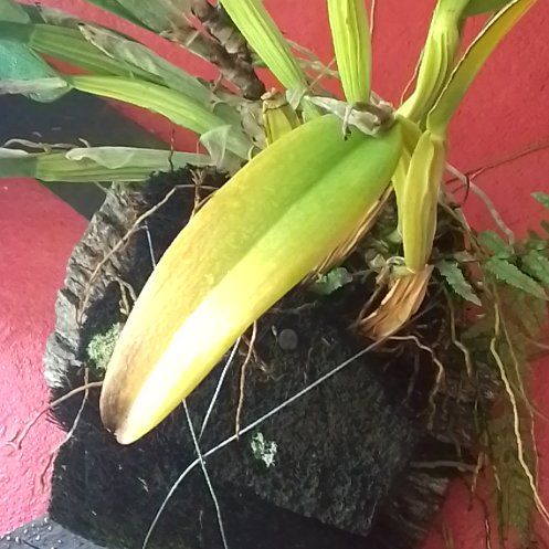 Photo of the plant species Poisonbulb by @IdolCurryplant named Beyonce on Greg, the plant care app