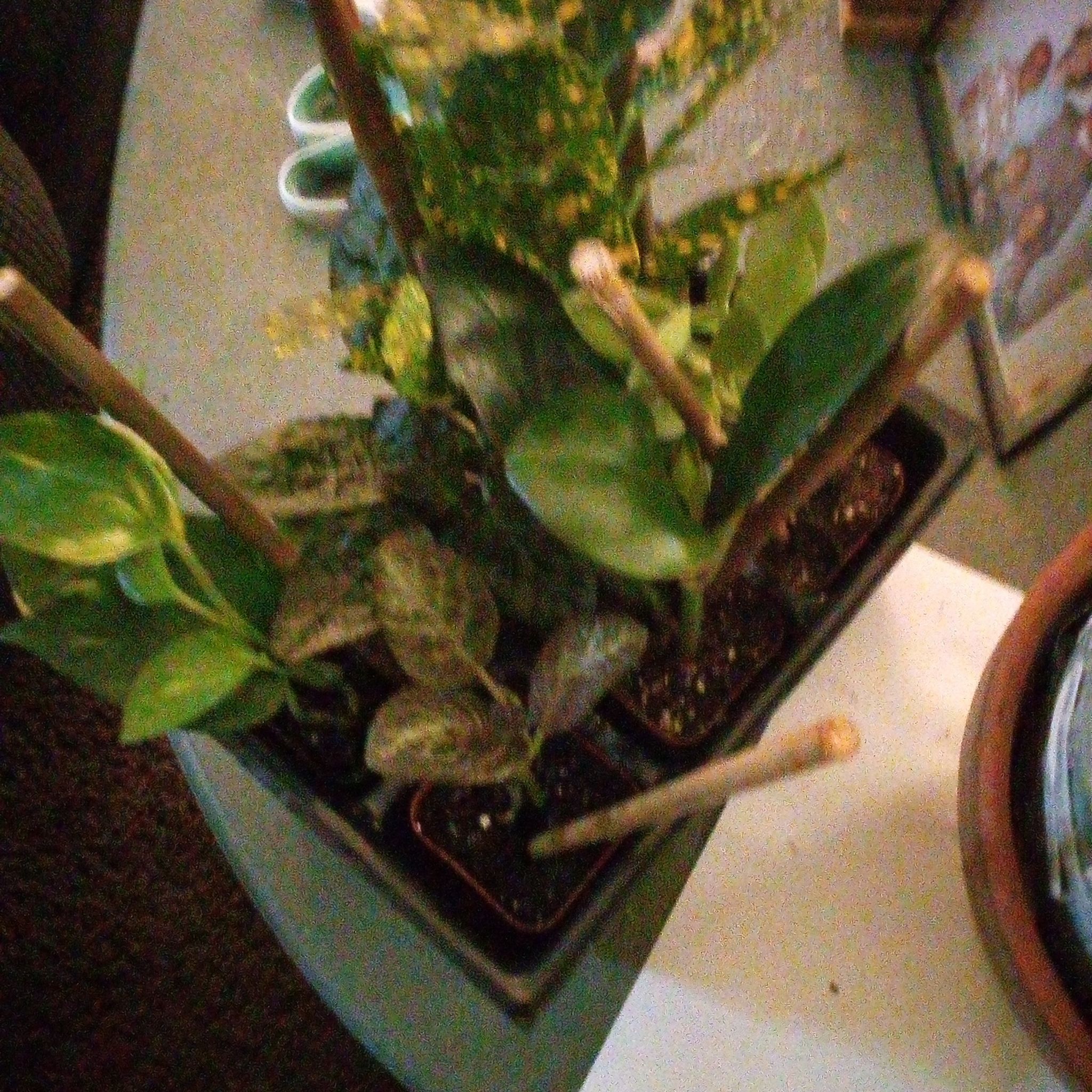 Photo of the plant species Phoenix Palm by @SirMyagrum63 named Lola on Greg, the plant care app
