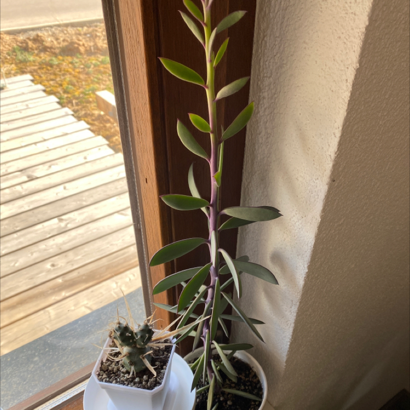 Photo of the plant species Vertical Leaf Senecio by Victoria named Lola on Greg, the plant care app