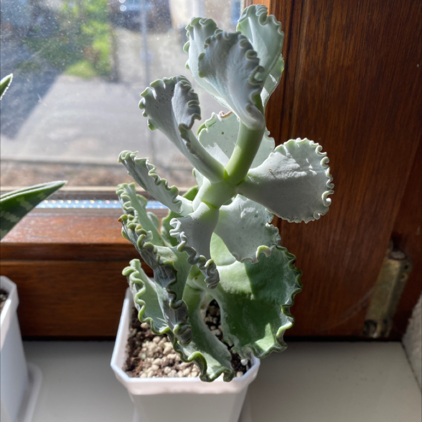 Photo of the plant species Silver Ruffles by Victoria named Dana on Greg, the plant care app