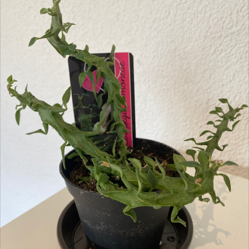 Plant care for Bat-like Stelis on Greg, the plant care app