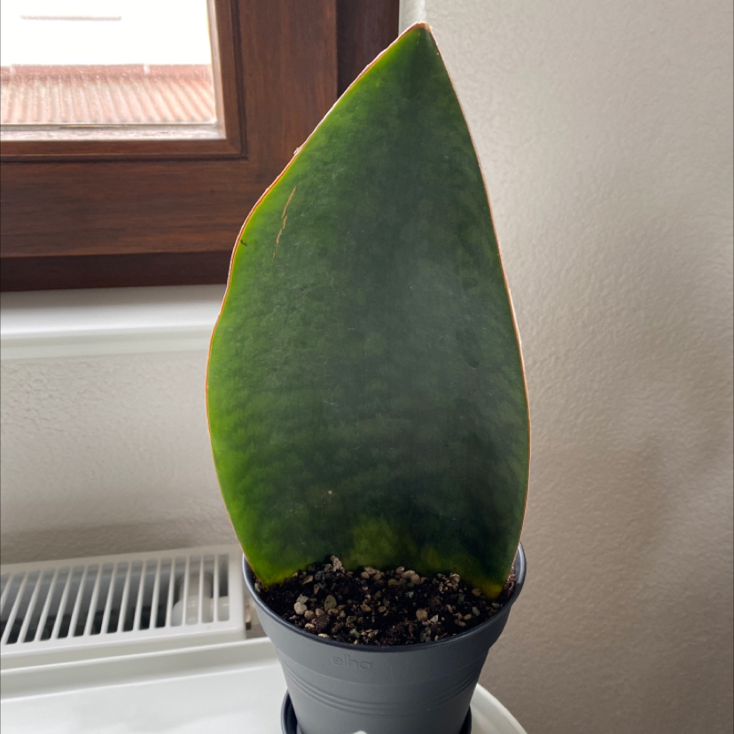 Whale Fin Snake Plant in a pot near a window with some yellowing at the edges.