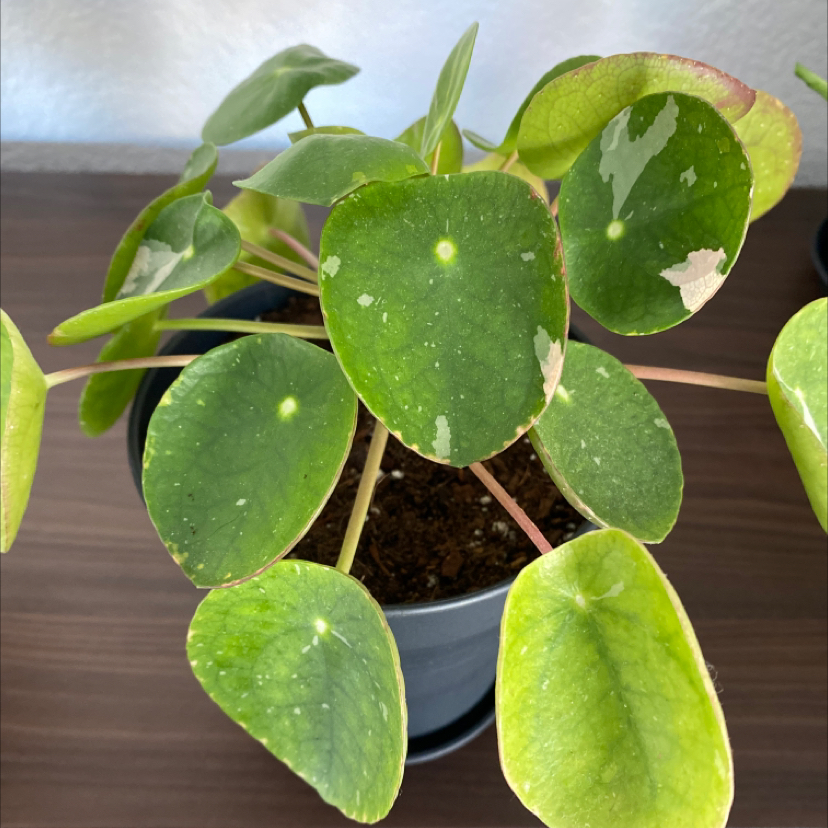 Photo of the plant species Pilea Splash by Victoria named Splash on Greg, the plant care app