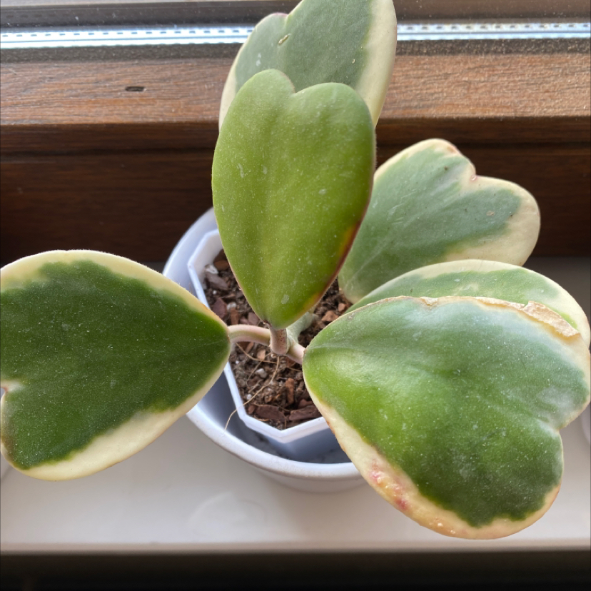 Photo of the plant species Variegated Heart Leaf Hoya by Victoria named Helena on Greg, the plant care app