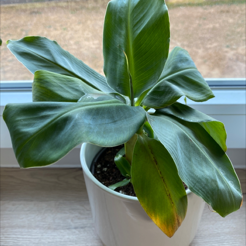 Dwarf Banana plant in a white pot on a windowsill with some browning on one leaf.