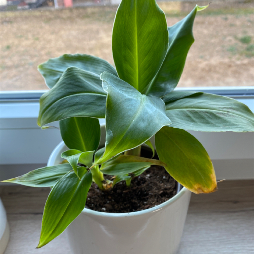 Dwarf Banana plant in a white pot on a windowsill with one leaf showing yellowing and browning at the tip.