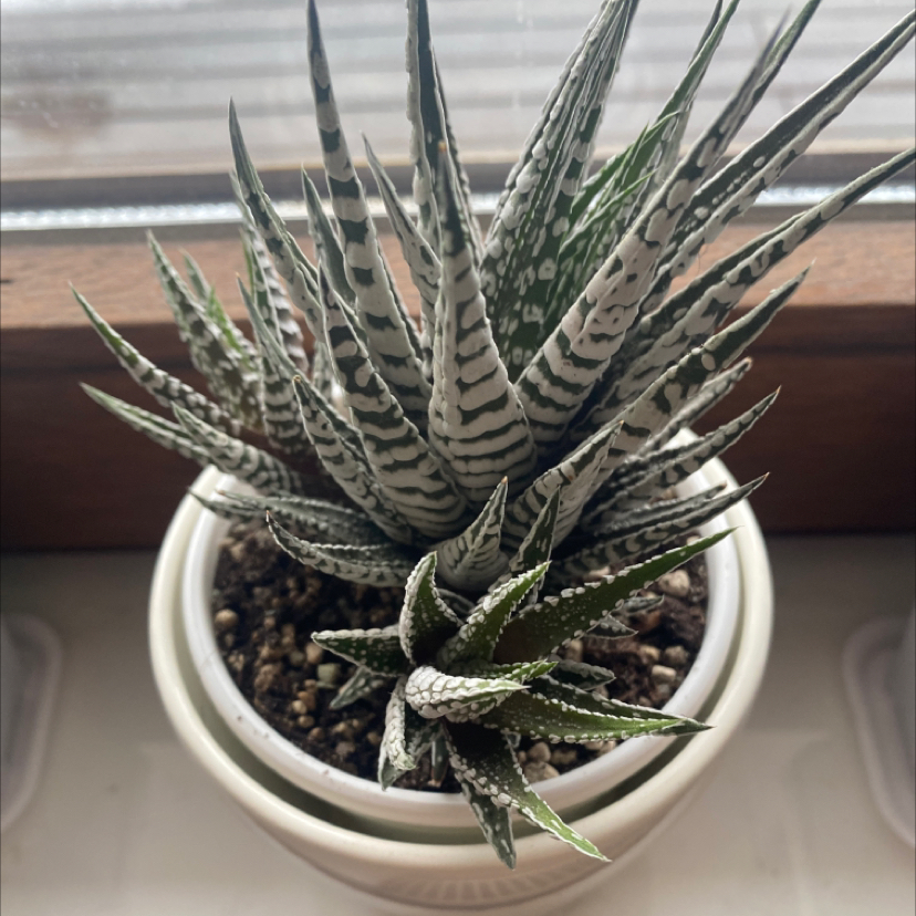 Photo of the plant species Haworthia Alba by Victoria named Alba on Greg, the plant care app