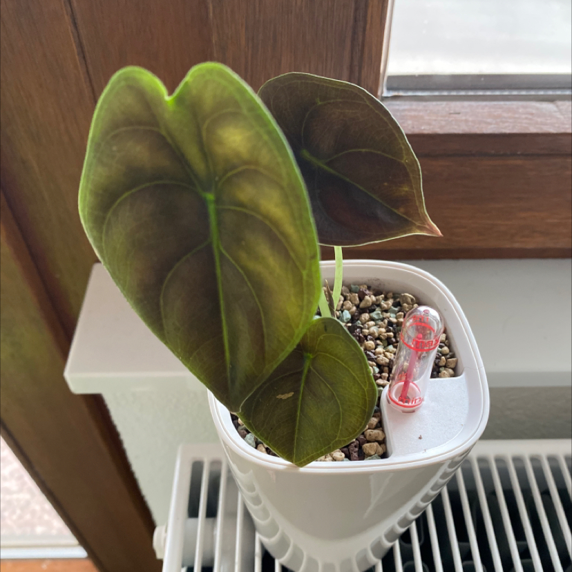 Alocasia ‘Red Secret’ plant in a white pot with some browning and yellowing leaves.
