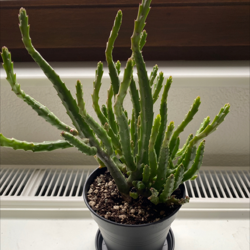 Photo of the plant species Stapelia divaricata by Victoria named Dori on Greg, the plant care app