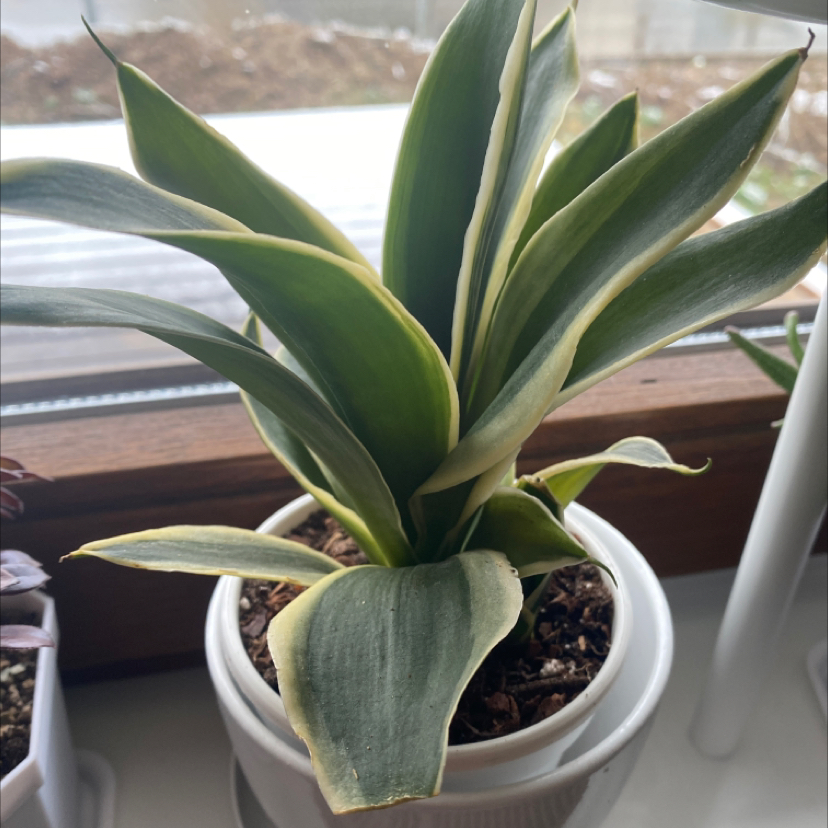 Bird's Nest Snake Plant in a white pot on a windowsill, healthy with variegated leaves.