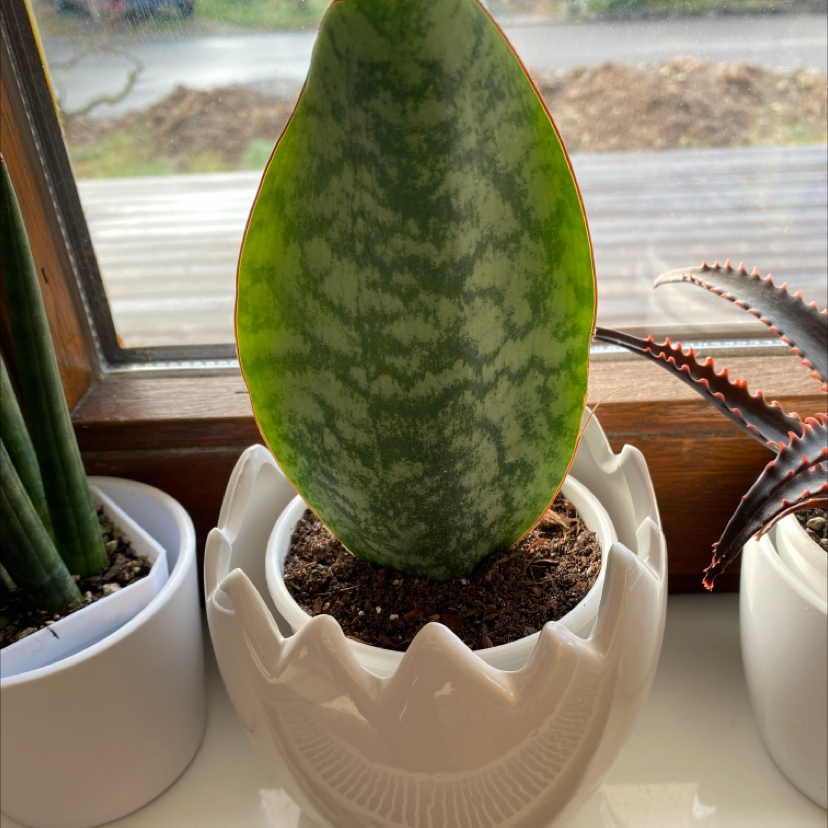 Whale Fin Snake Plant in a white pot on a windowsill, with soil visible and no signs of discoloration.
