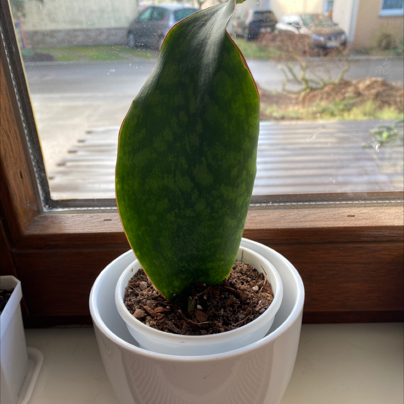 Whale Fin Snake Plant in a white pot on a windowsill, with visible soil and a single large leaf.