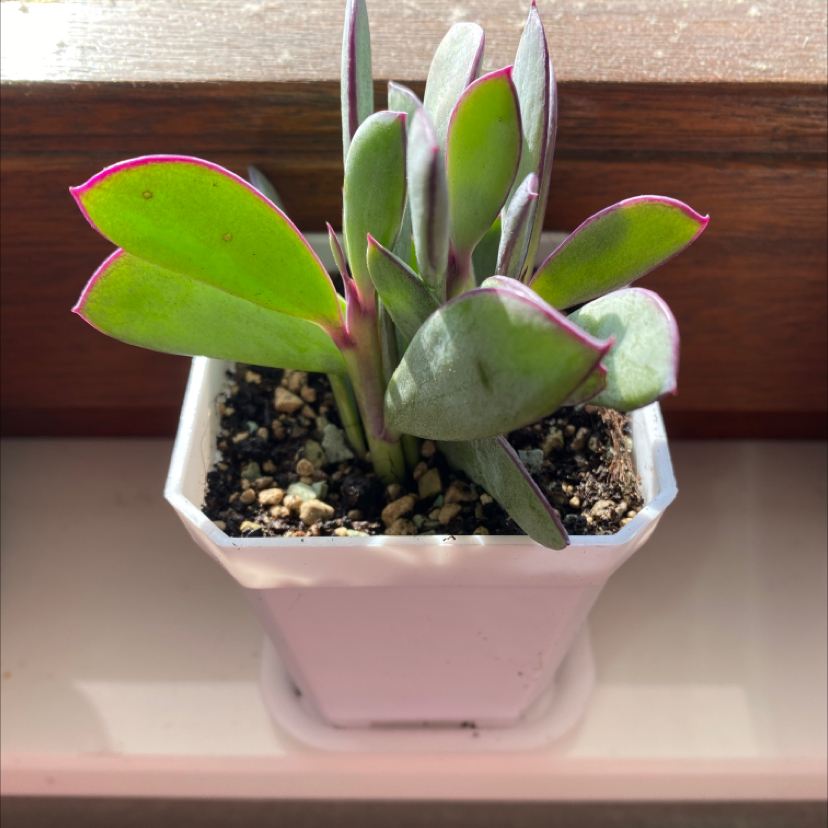 Potted Vertical Leaf Senecio plant with thick, reddish-edged leaves.
