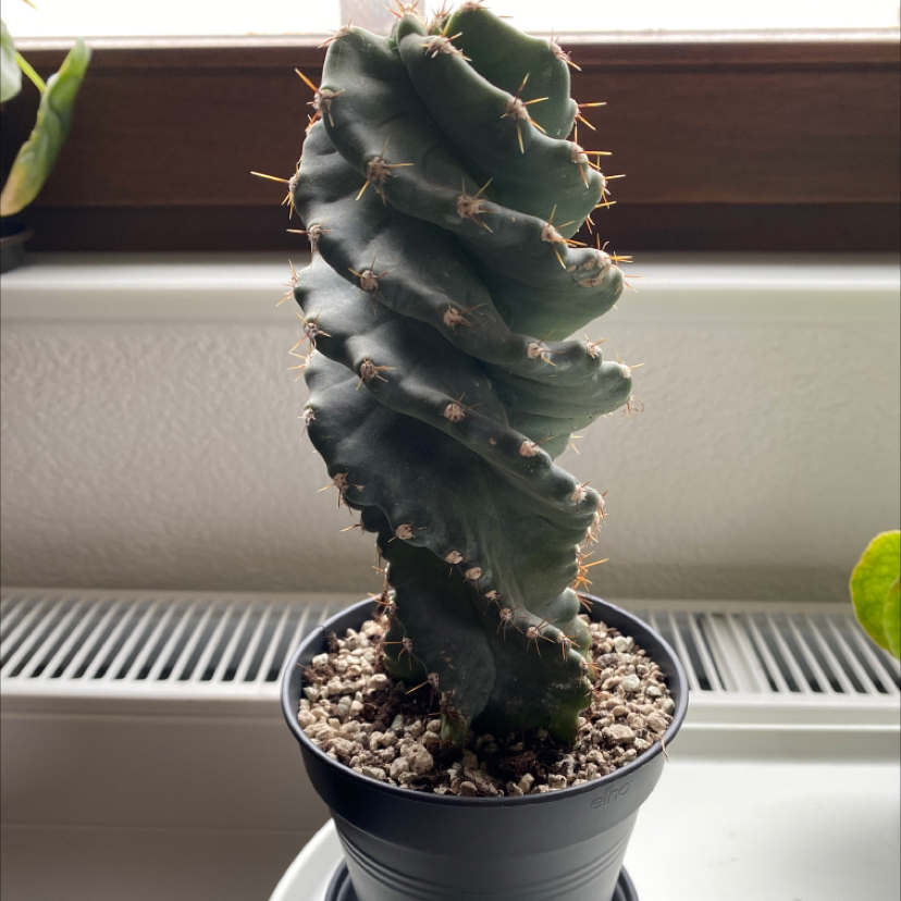 Image of a healthy spiral cactus in a pot on a windowsill.