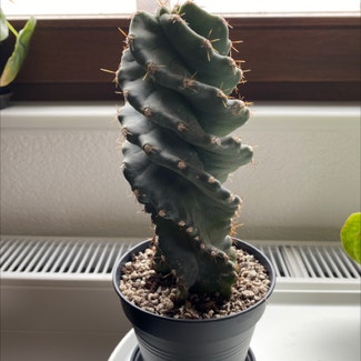 Spiral Cactus plant in Oedheim, Baden-Württemberg