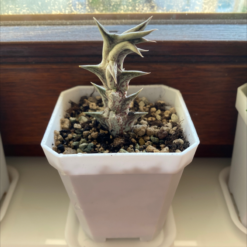 Photo of the plant species Carrion Plant by Victoria named Orbea Decaisneana sub hesperidium on Greg, the plant care app