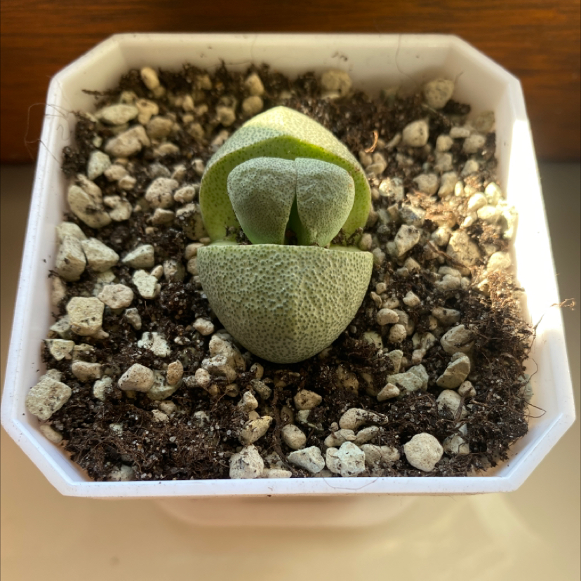 Split Rock plant (Pleiospilos nelii) in a white pot with well-draining soil.