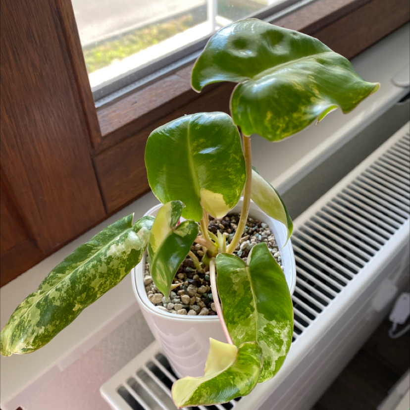 Burle Marx Variegata plant in a white pot on a windowsill with variegated green and yellow leaves.