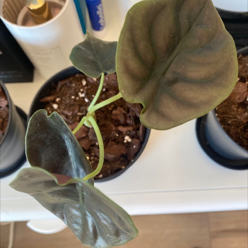 Potted Alocasia ‘Red Secret’ plant with dark, glossy leaves.