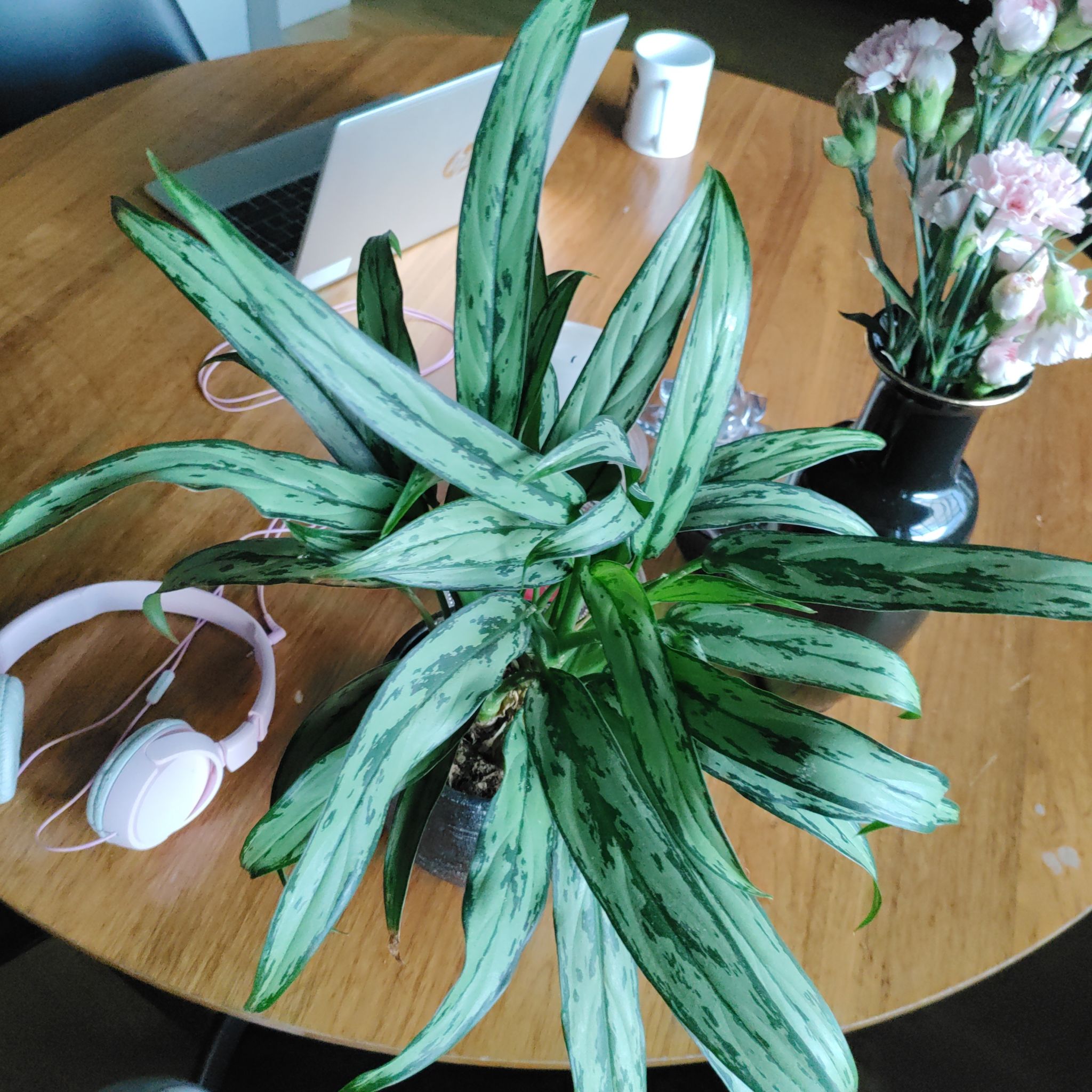 Photo of the plant species Aglaonema 'Cutlass' by @Inski named Paskiainen on Greg, the plant care app