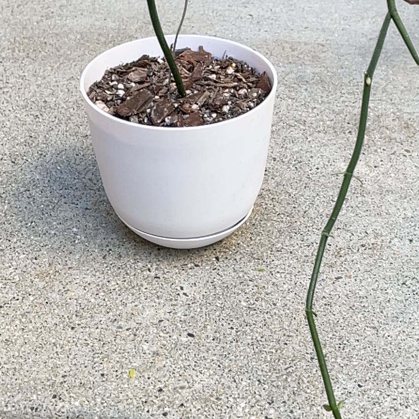 Photo of the plant species Bushman's Pipe by @ZarfCushionbush named Ceropegia on Greg, the plant care app