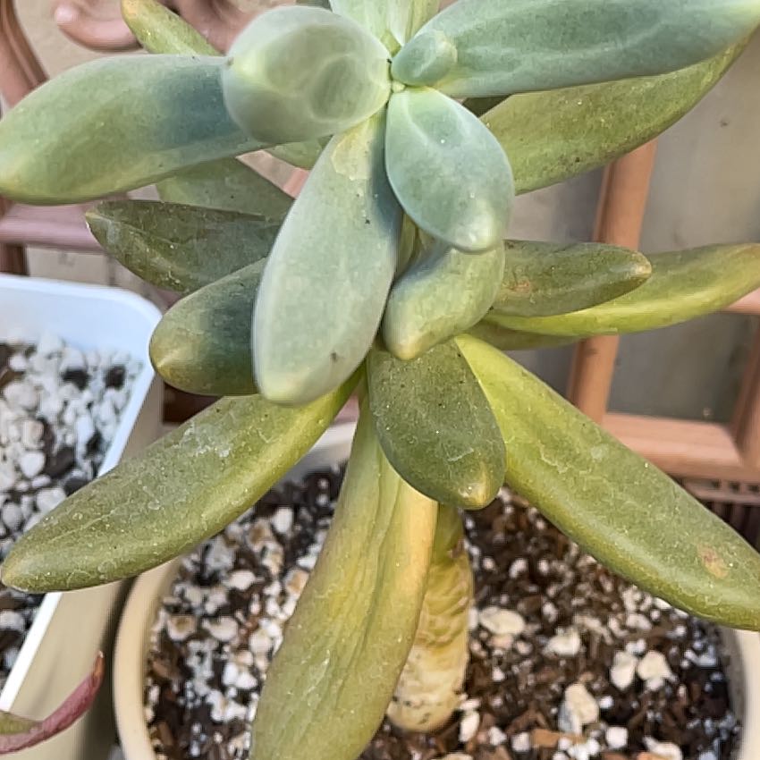 Photo of the plant species Pachyphytum 'Captain Jessop' by @ZarfCushionbush named Pachyphytum on Greg, the plant care app