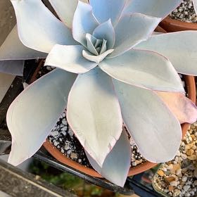 Photo of the plant species Echeveria Cante by @ZarfCushionbush named Cante on Greg, the plant care app