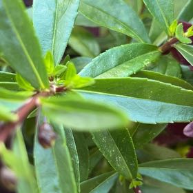 Photo of the plant species Chinese Barberry by @SecureCoralbell named Oscar on Greg, the plant care app