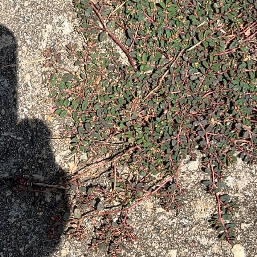 Photo of the plant species Milk Purslane by @SecureCoralbell named Austen on Greg, the plant care app