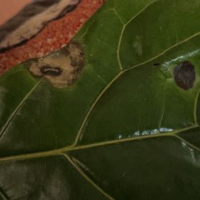 Photo of the plant species Seagrape by @SecureCoralbell named Keanu Leaves on Greg, the plant care app