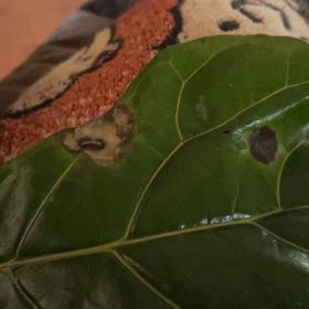 Photo of the plant species Seagrape by @SecureCoralbell named Tree Diddy on Greg, the plant care app