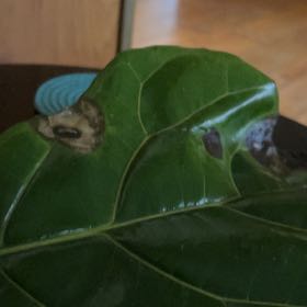 Photo of the plant species Indian Mulberry by @SecureCoralbell named Robert Plant on Greg, the plant care app