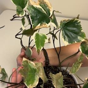 Photo of the plant species Variegated Algerian Ivy by @TryBenjaminfig named Eunice on Greg, the plant care app
