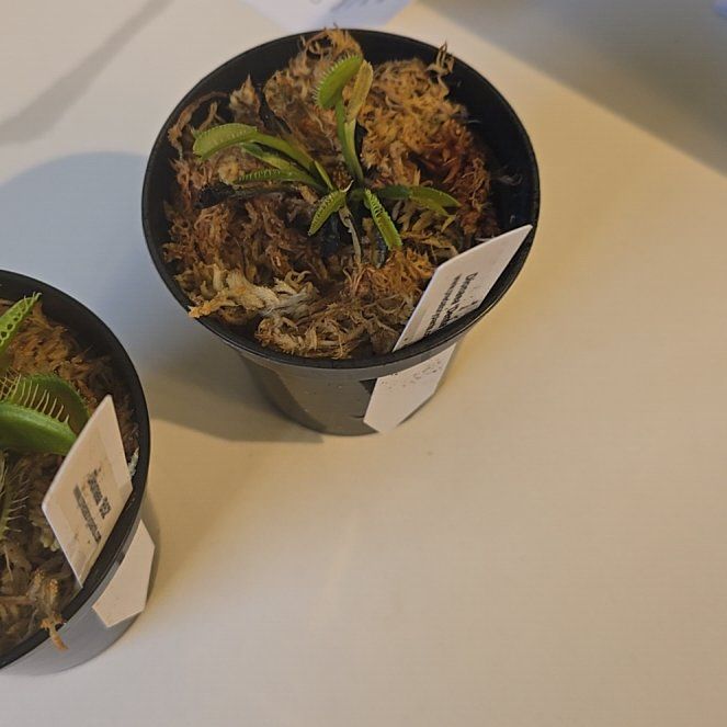 Photo of the plant species Dionaea muscipula 'B-52' by @TubularHawthorn named Gregarious on Greg, the plant care app