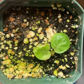 Photo of the plant species Dorstenia foetida by @SuperbLuscious named Terra on Greg, the plant care app
