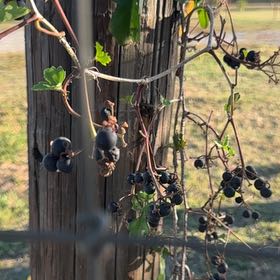 Photo of the plant species Possum-Grape by @EarthlyGerbera named ChloroPhil on Greg, the plant care app