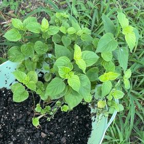 Photo of the plant species Chinese Violet by @VaultingPlanty named Peter Parker on Greg, the plant care app