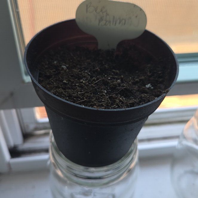 Photo of the plant species Scarlet Beebalm by @ActuallyJayCole named Lola on Greg, the plant care app
