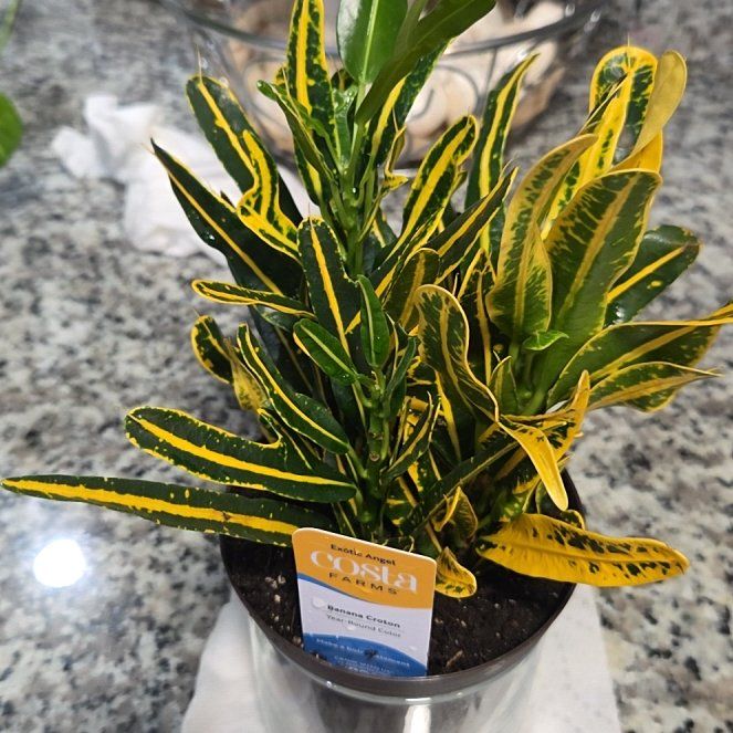 Photo of the plant species Banana Croton by @ActuallyJayCole named Beyonce on Greg, the plant care app