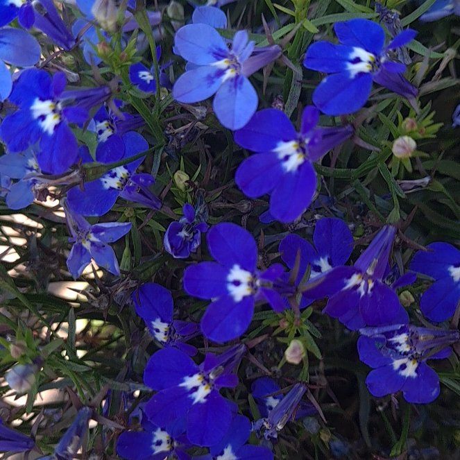 Photo of the plant species Edging Lobelia by @TotalWildcelery named Coco on Greg, the plant care app