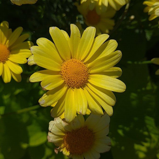 Photo of the plant species Crown Daisy by @TotalWildcelery named Clooney on Greg, the plant care app