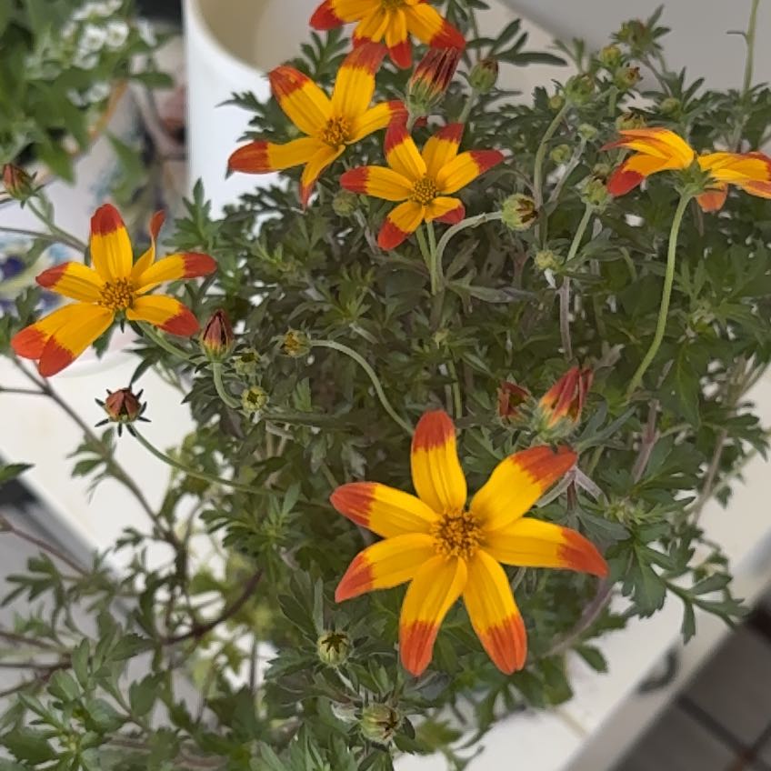 Photo of the plant species Smooth Oxeye by @WinPatiencedock named Porch on Greg, the plant care app