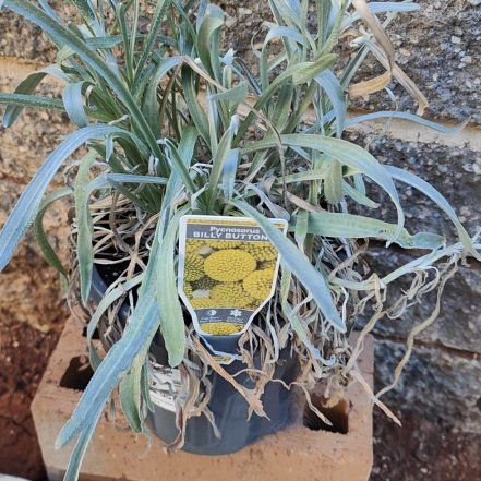Photo of the plant species Billy Buttons by @SuperLaceflower named Billy on Greg, the plant care app