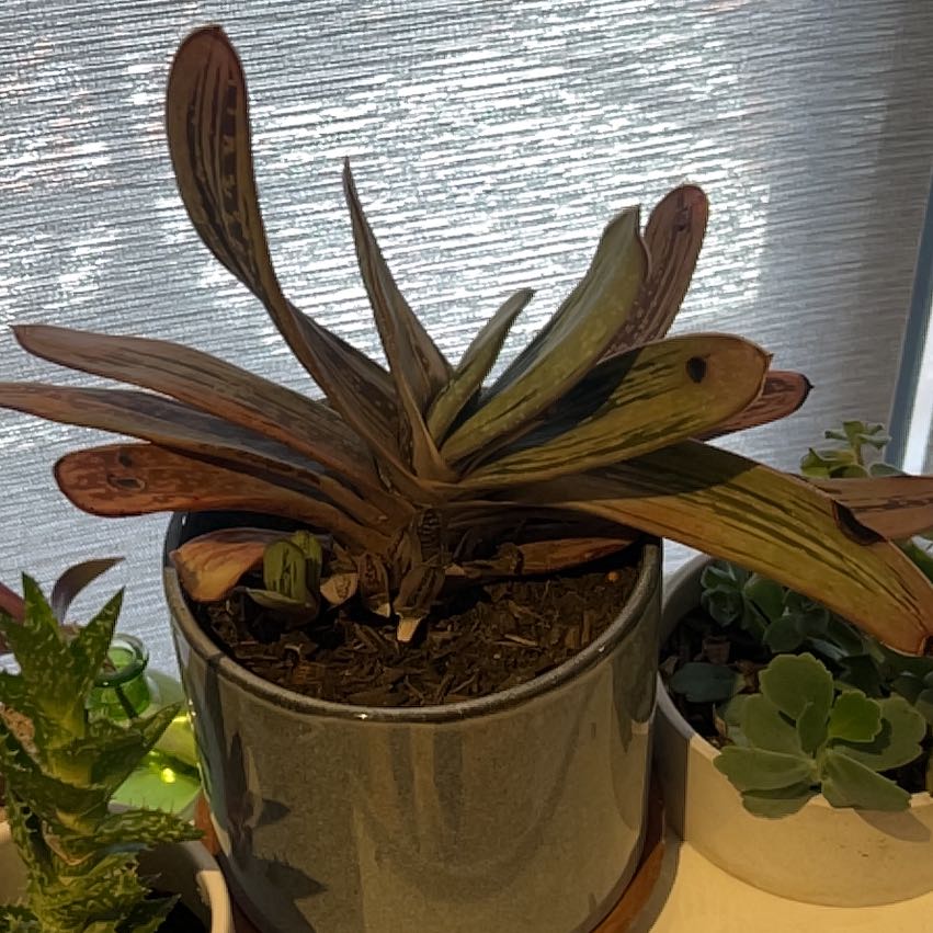 Photo of the plant species Ox Tongue by @ClassyLancewood named Kobe on Greg, the plant care app