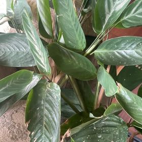 Photo of the plant species Network Prayer Plant by @AceWavycap40 named Girlfrond on Greg, the plant care app