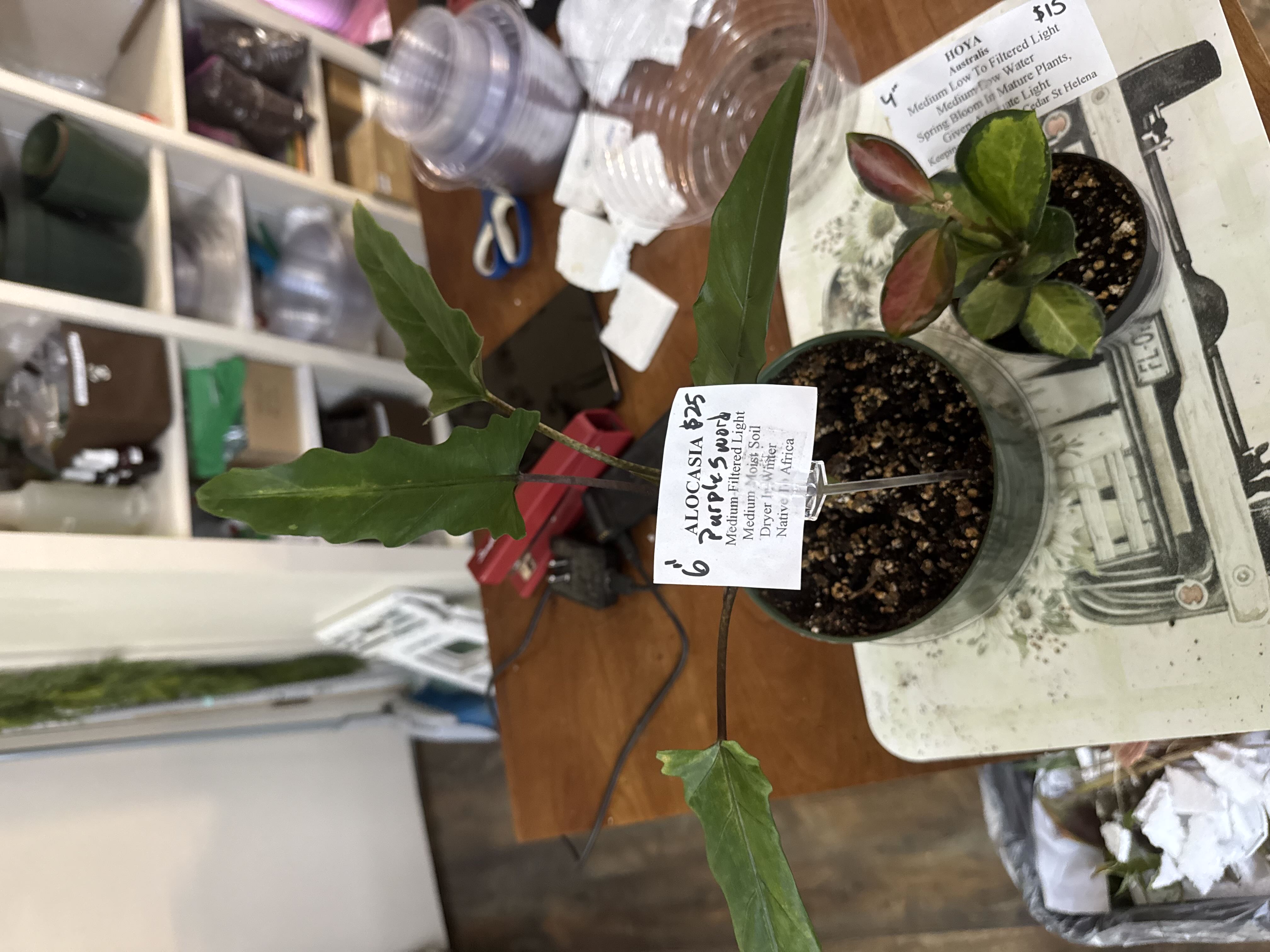 Photo from the post